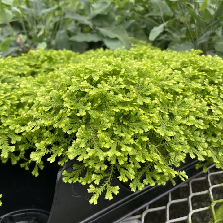 Thorsen's Greenhouse - Wholesale Live Plant - Gold Club Moss Fern - 4" Live Plant4