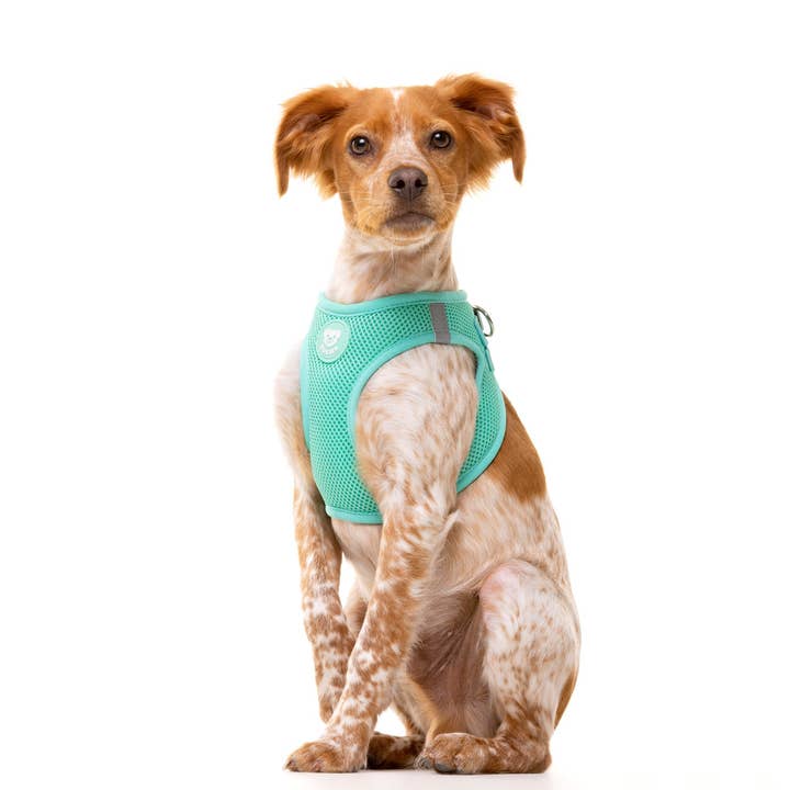 Dukier - Wholesale Pet Harness - Dog - BODY MINT HARNESS2