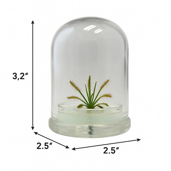 bloomify - Wholesale Live plant - Bloomify Live Drosera Capensis Cape Sundew in glass terrarium (2.5" x 2.5" x 3.2") – Maintenance-Free Carnivorous Plant, Natural Fungus Gnat, Pet-Safe, Unique Carnivorous Plant Terrarium Gift for Enthusiasts, Collectors, & Nature Lovers2