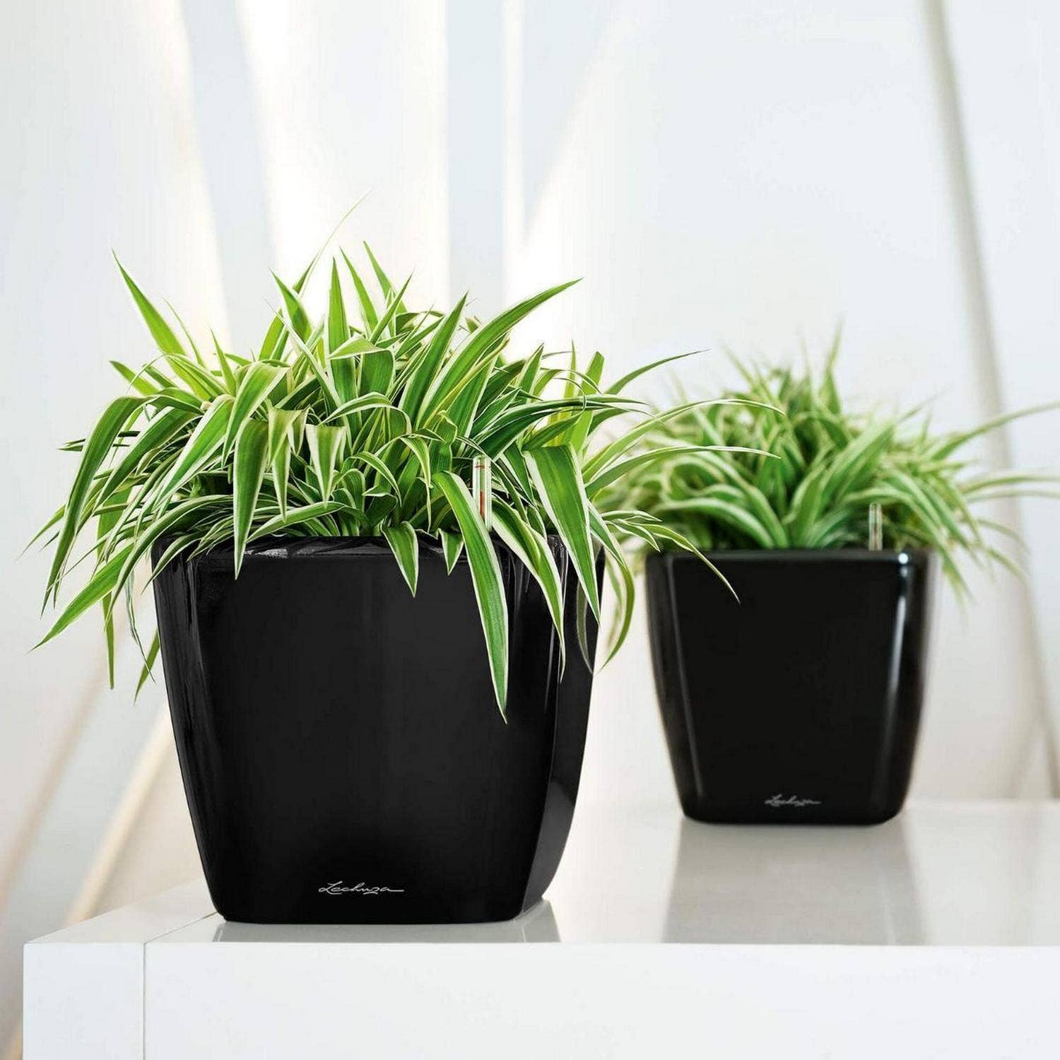 Lechuza Self Watering Planters - Vendita all'ingrosso Vasi per piante - Fioriera quadrata LECHUZA QUADRO LS Poly Resin11