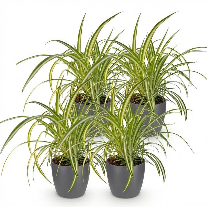 Chlorophytum comosum Variegatum conjunto de 4 plantas de interior com vaso cinza Ø12cm altura aprox. 20cm Planta-aranha colorida amiga dos animais purificadora de ar para sala de estar escritório e quarto por atacado de Oasis of Life