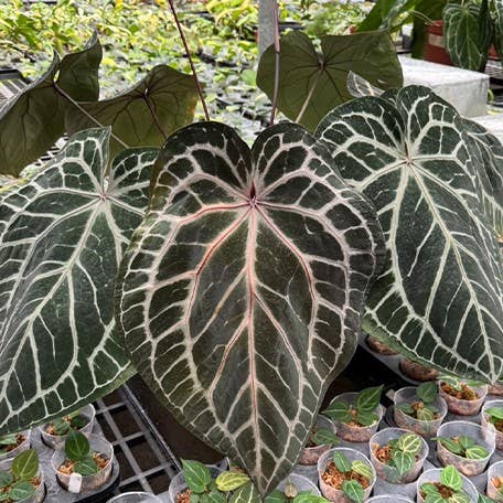 Anthurium Rød crystallinum × sib 2,5" for engroshandel hos OrchidBox