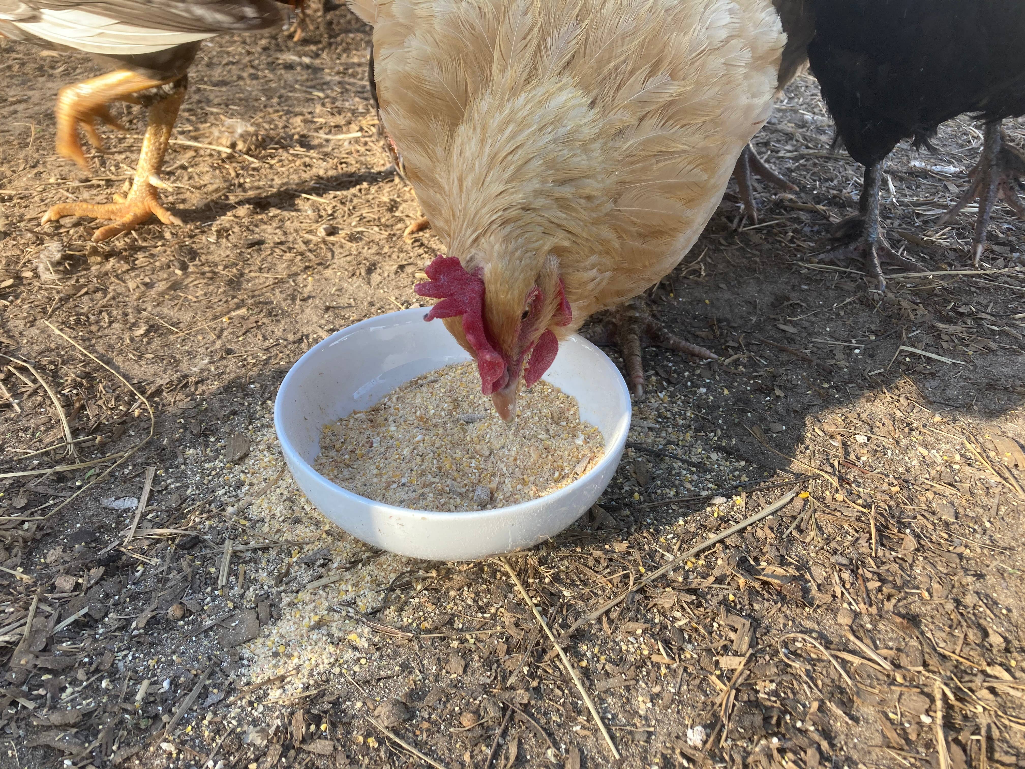 Dahlia Pets - Wholesale Pet Supplement - Not Cat/Dog - Egg-Cellent Yolks: For Healthy, Golden Yolks - Naturally!2