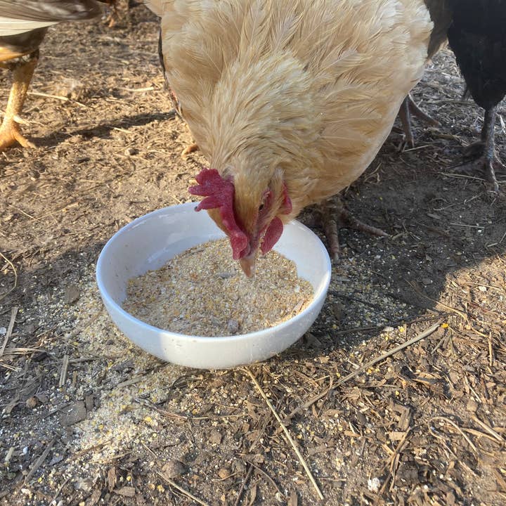 Dahlia Pets - Wholesale Pet Supplement - Not Cat/Dog - Egg-Cellent Yolks: For Healthy, Golden Yolks - Naturally!2