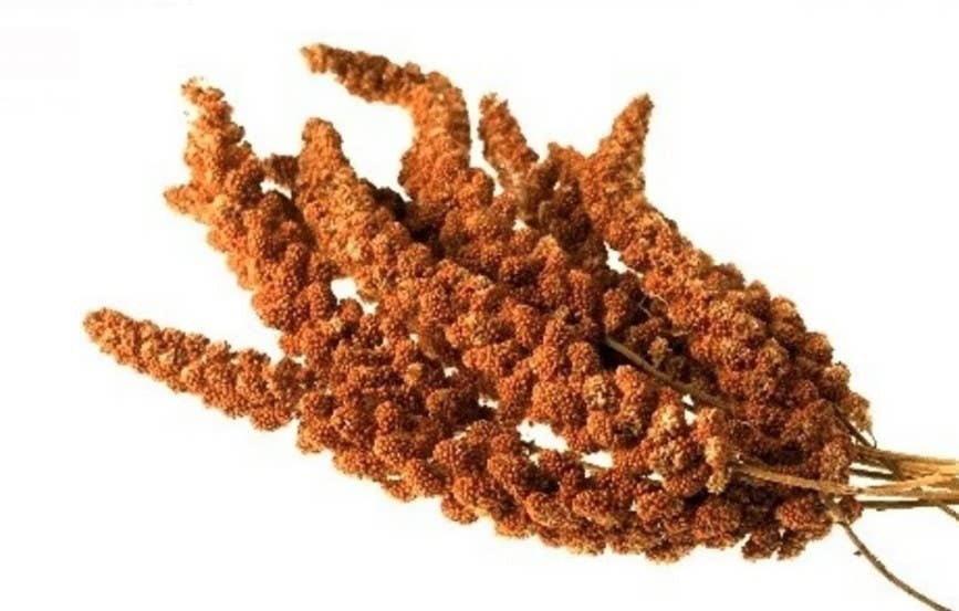 Spirit of Wild - Wholesale Pet Treats - Dog - Spirit of Wild Bird Red Millet 1 KG Handpicked0