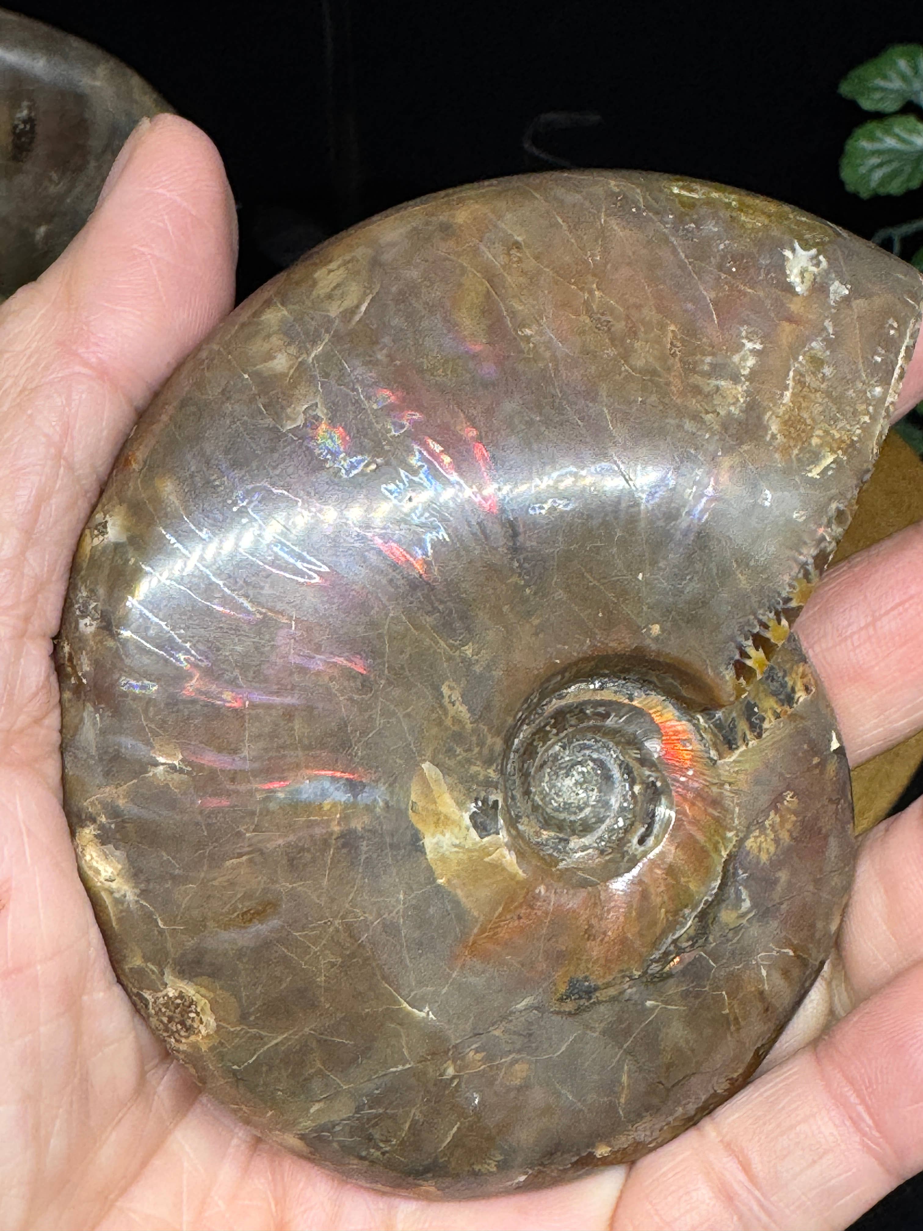 The 7 Directions - Wholesale Spiritual Stone/Crystal - 3 pc Red Lavender Fire ammonite G5474