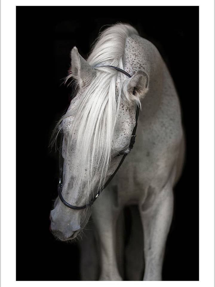 Elegant kunstposter van een wit paard voor wholesale door Arteve Gallery