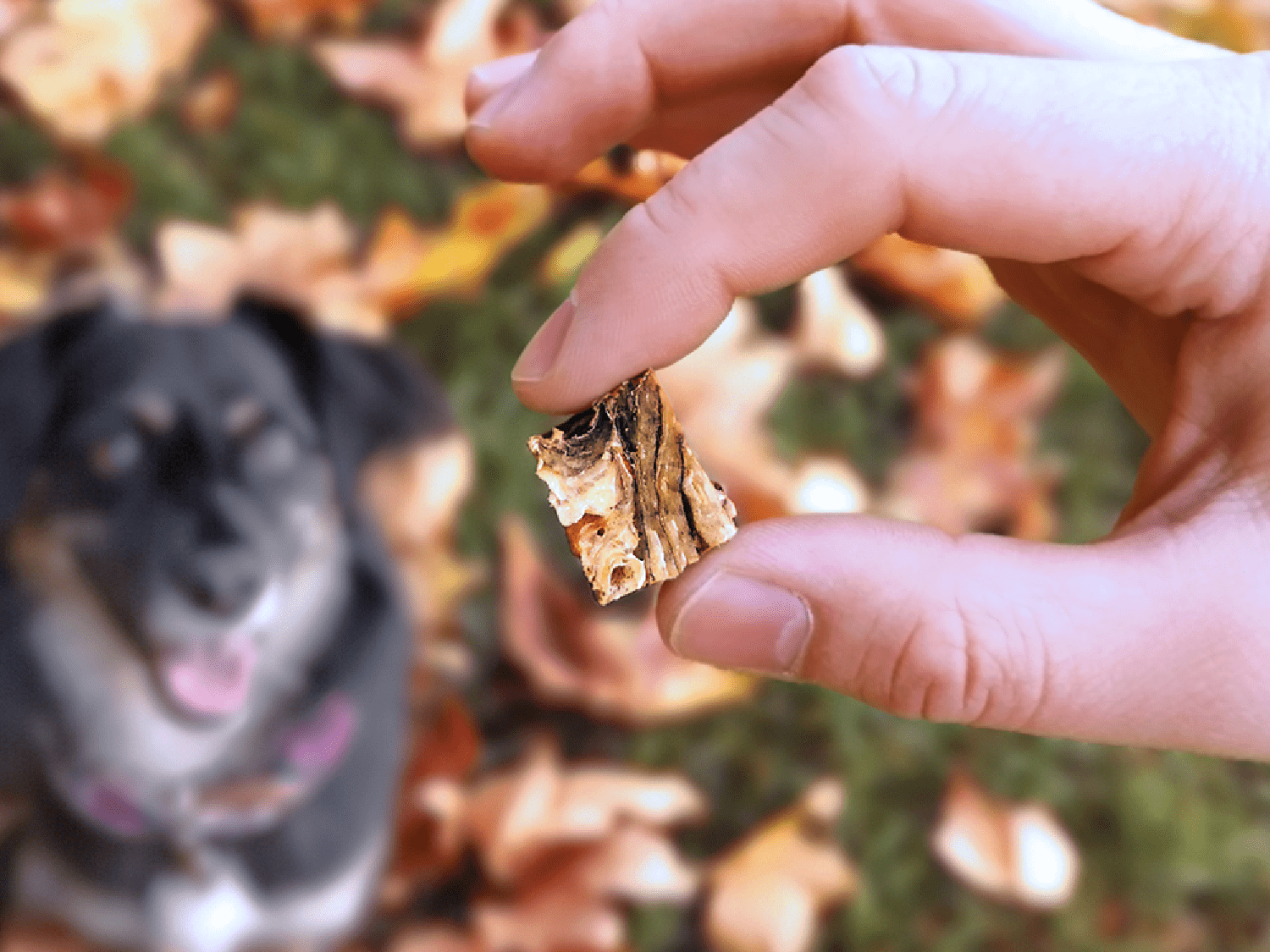 Goodchap's – snacks e guloseimas - Cão por atacado – Peles de Peixe do Sr. Fisher | Guloseimas Naturais para Cães3