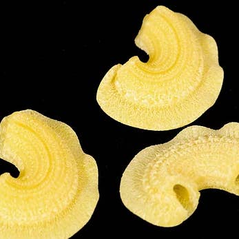 Creste di Gallo Pasta for wholesale by West Michigan Pasta & Provisions