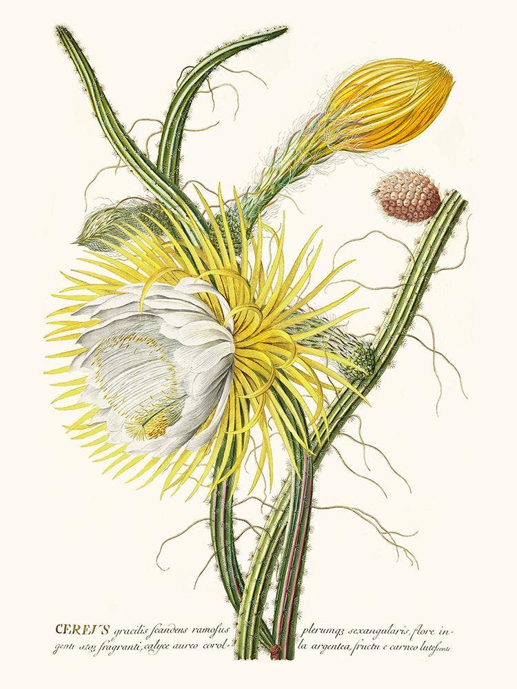 Salam Editions – Poster por atacado – Cereus0