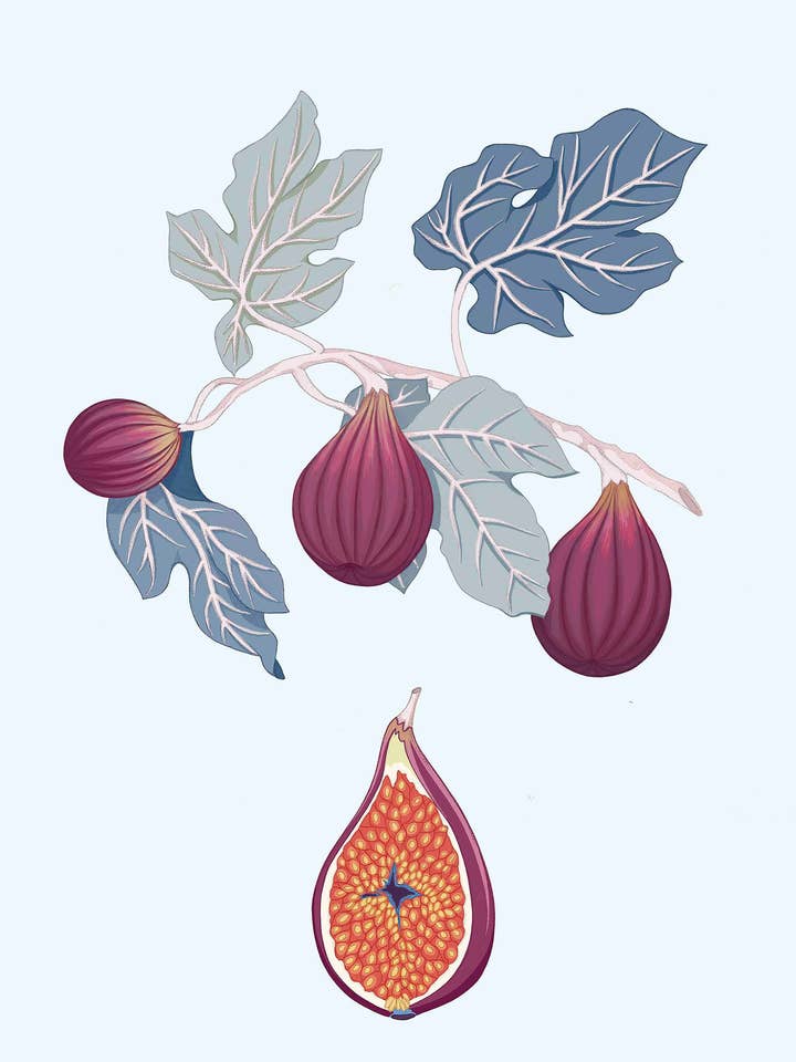 Fig for wholesale by I AM NIEN