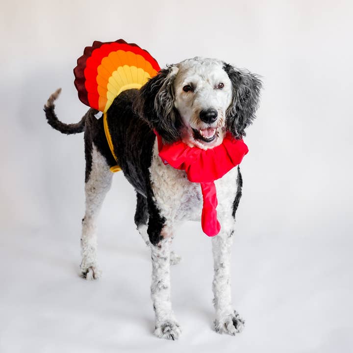 Midlee Designs – wholesale Dräkt - Hund – Midlee Turkiet Skägg & Svans Tacksägelse Kostym4