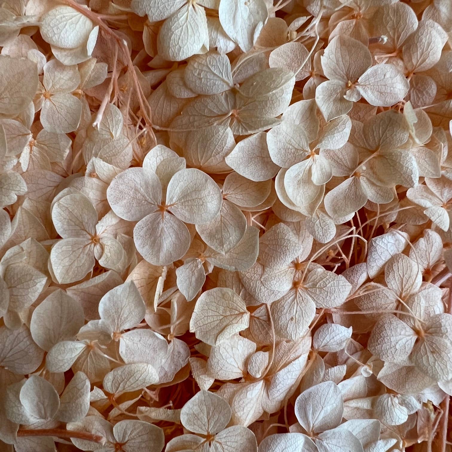 Flowery Work - Wholesale Dried/Pressed Flowers - 30 Colours Preserved & Dried Boxed Hydrangea Flower 30g16