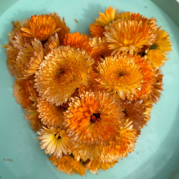 Rainbow Bliss Botanicals - Venta al por mayor Flores secas/prensadas - Flores de caléndula (secas y orgánicas)