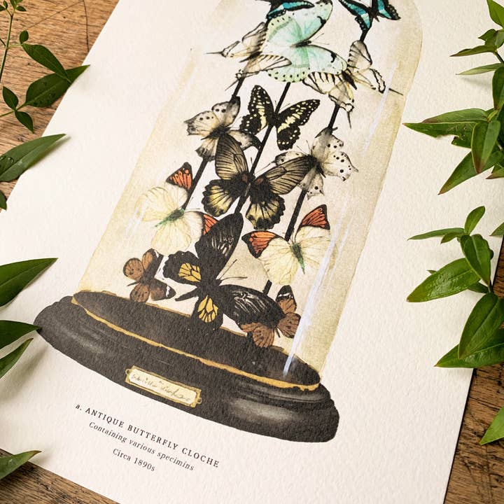 Georgiou Draws - Vente Affiche d'art - Impression artistique aquarelle en forme de dôme de papillon antique2