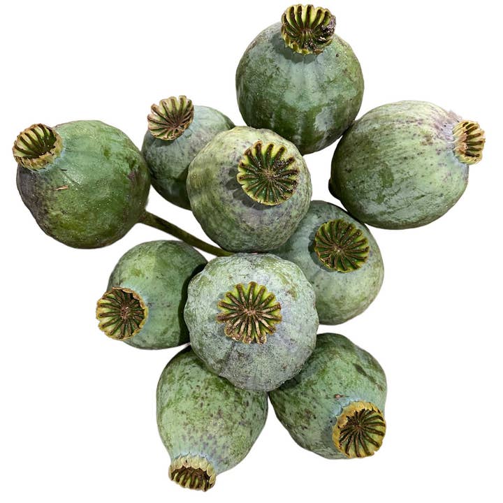 Dutch Flower Lady - Venta al por mayor Flores secas/prensadas - 100 bolas gigantes de semillas de amapola secas o frescas2