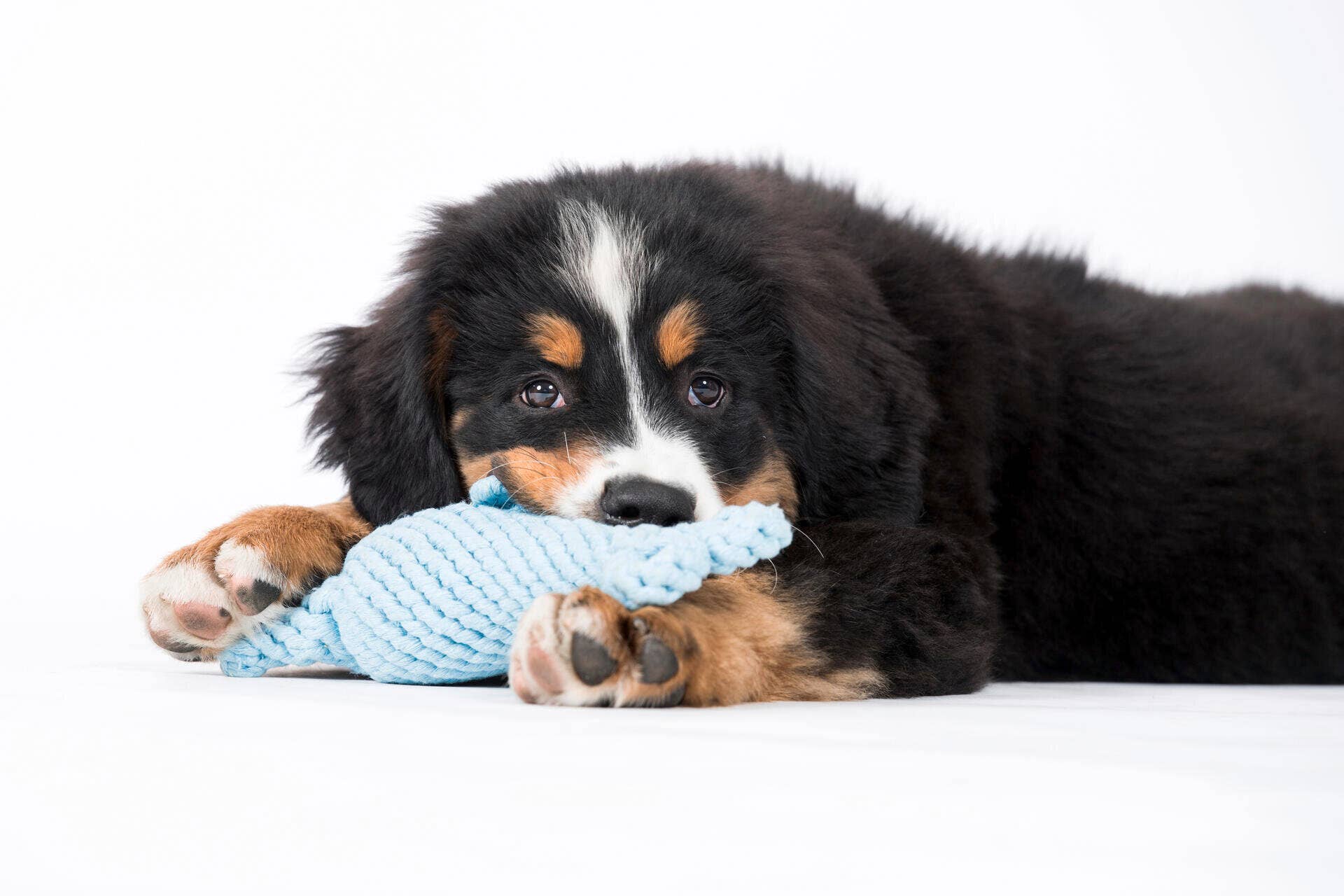 LABONI - Volentis GmbH - Wholesale Pet Rope Toy - Dog - Blanket TEDDY GREY - Multifunctional Blanket3