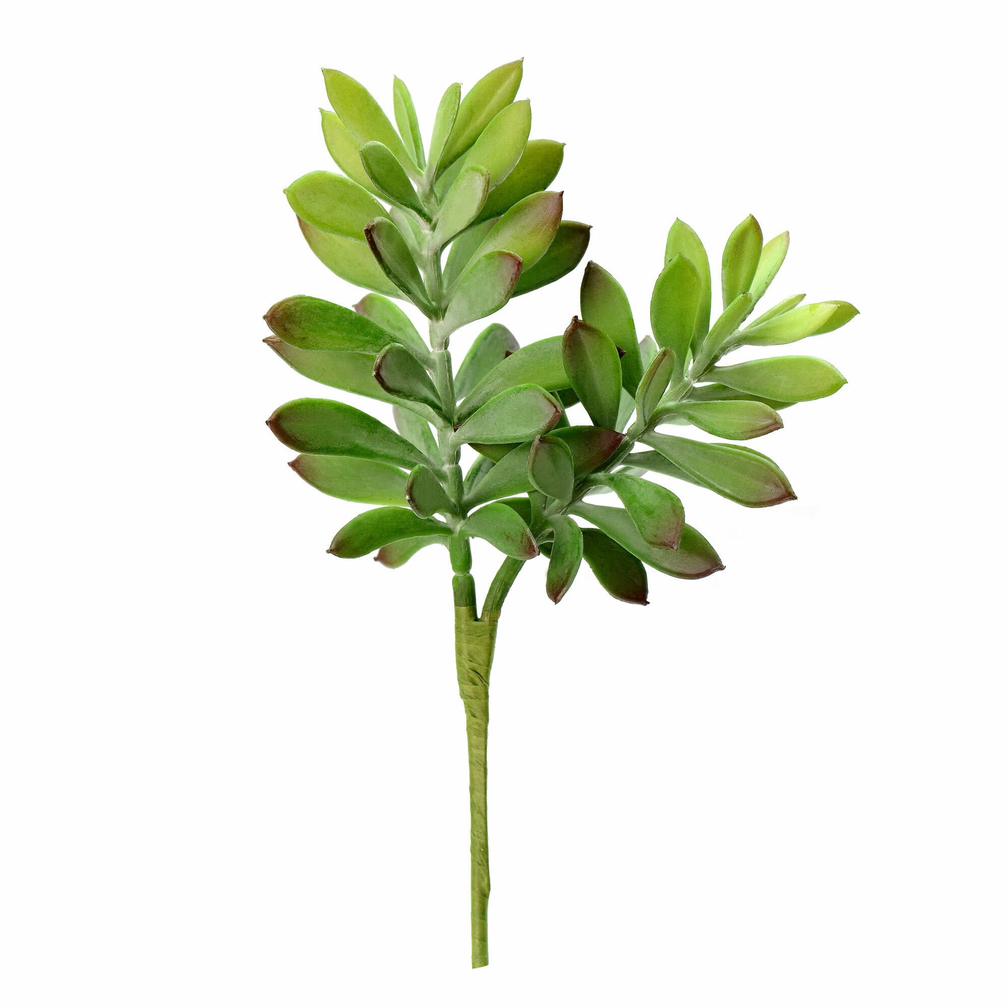 Vert Pick Crassula Tetragona vert de 10 po de Vickerman, paquet de 3 en vente sur Faire1