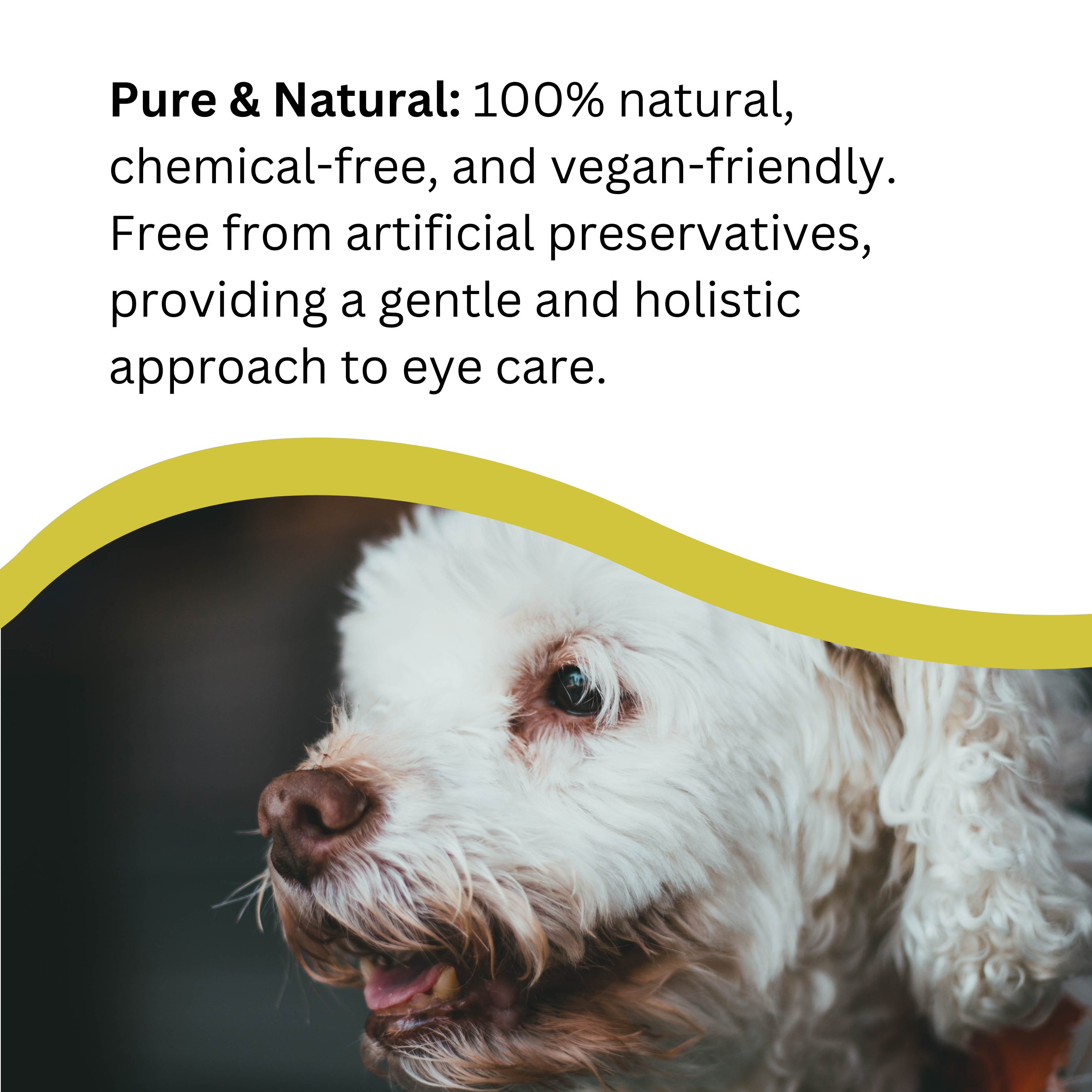 Natures Greatest Secret – wholesale Pet spray – Dog – NEW Natural Antibacterial Colloidal Silver Pets Eye Drops5