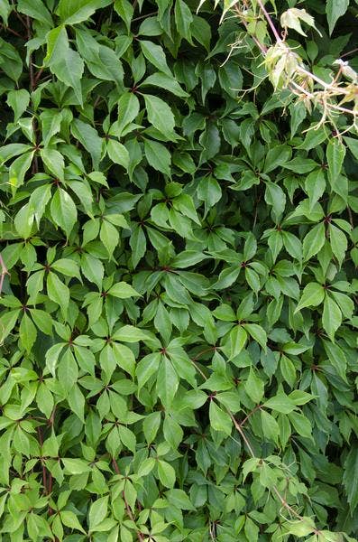 Oasis of Life - Wholesale Live Plant - Virginia Creeper – Parthenocissus quinquefolia 'Engelmannii' – Ø15cm – approx. 65cm high – Fast-growing & hardy climbing plant – Green summer leaves & red autumn coloring – For facade, fence & pergola0