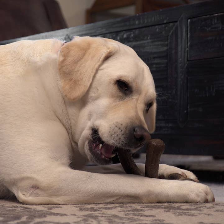 Caitec Inc - Wholesale Pet Chew Toy - Dog - Hero Bonetics™ Femur Bone Dog Chew Toy3