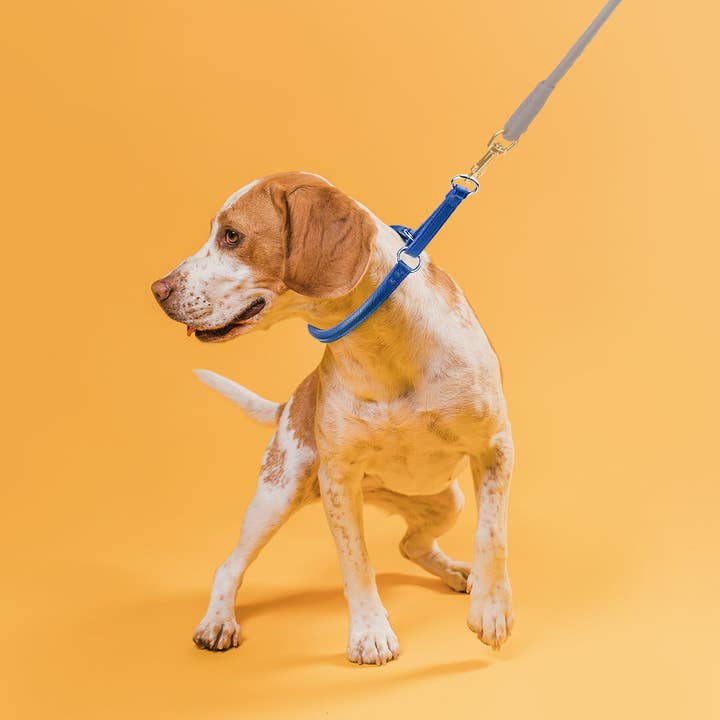 Dogline - Wholesale Pet Collar - Dog - Soft Leather Round Martingale Collar
