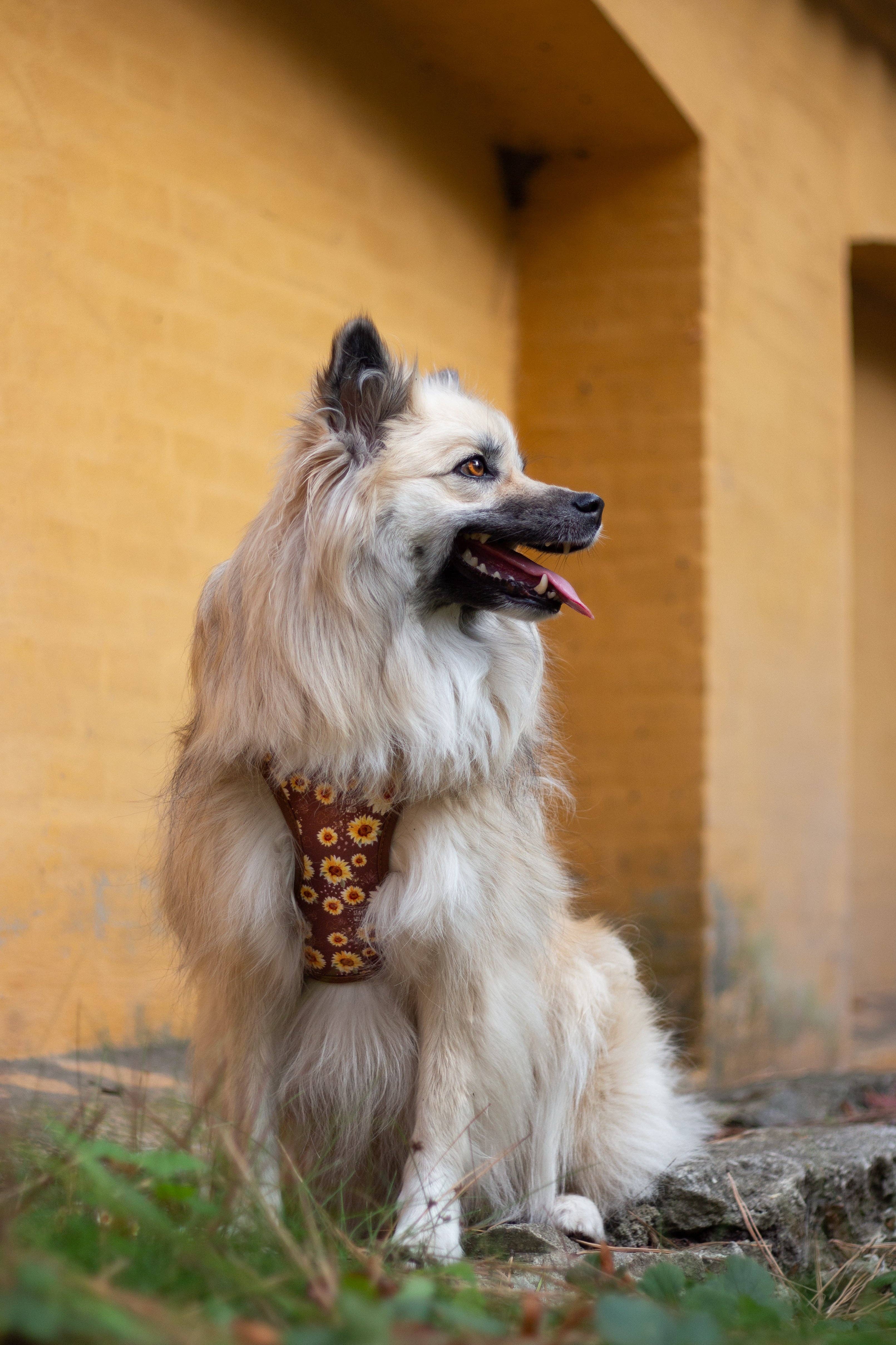 Collarfull - Wholesale Pet Harness - Dog - Tiny Trails step-in dog harness - Sunflowers on my mind3