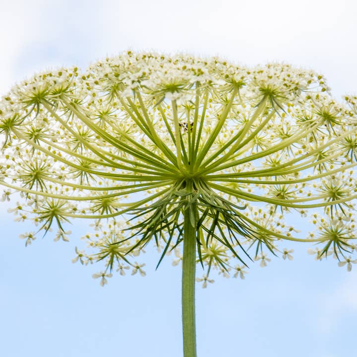 Queen Anne's Lace photograph, signed and matted for wholesale by Wren