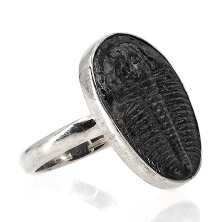 Trilobite Ring - Real Fossil Jewellery - 925 Silver for wholesale by Black Feather Design