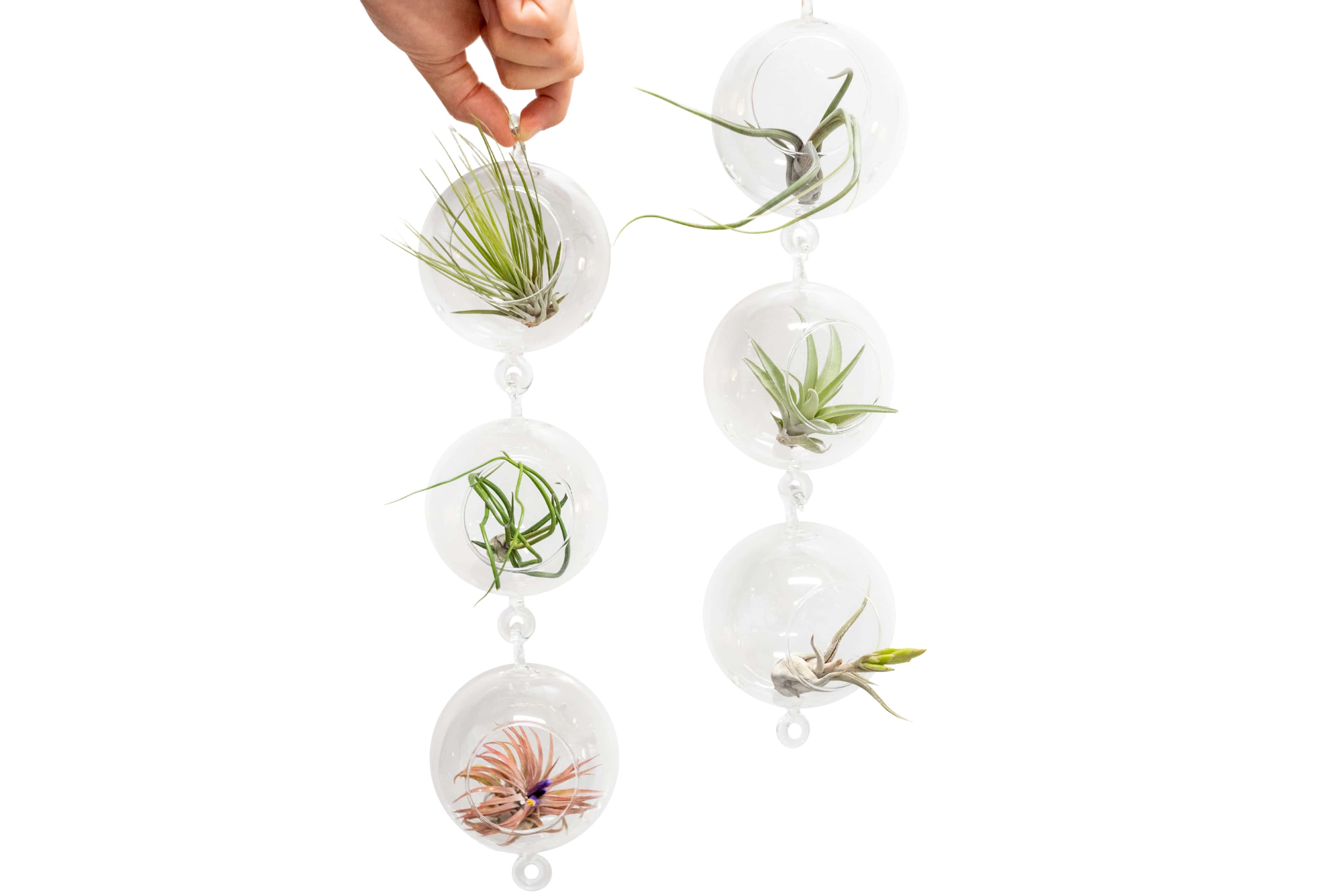 Wholesale Hanging Glass Globe Double Hook Terrariums for your store Faire