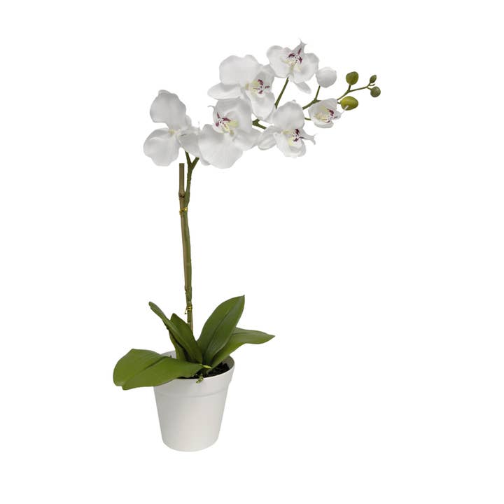 20" Orchid White (5" Pot; 20"H) for wholesale by Algreen