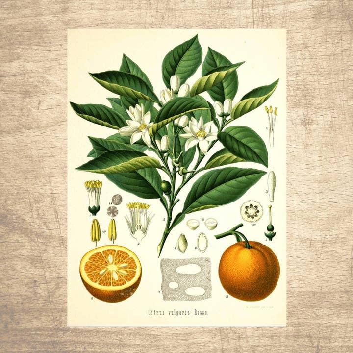 Orange Botanical Illustration for wholesale by Lettered & Lined