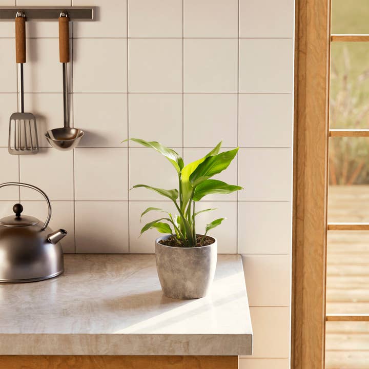 Lively Root - Wholesale Live Plant - Giant Bird of Paradise41