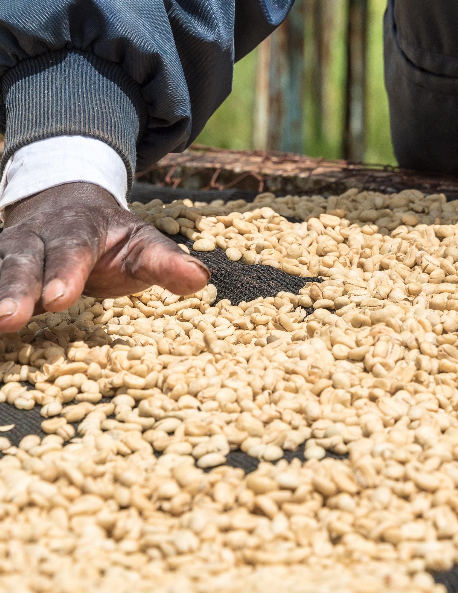 Gust Coffee Roaster - Wholesale Coffee Beans - Kenya - Ngandu AA 250G | filter roast1