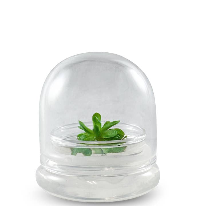 bloomify - Wholesale Echte plant - Pinguicula esseriana - Mexicaanse vetblad: Een uniek terrarium met vleesetende plant voor liefhebbers