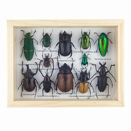 Lots O'Bugs Beetle Specimens - BGF9 for wholesale by World Buyers
