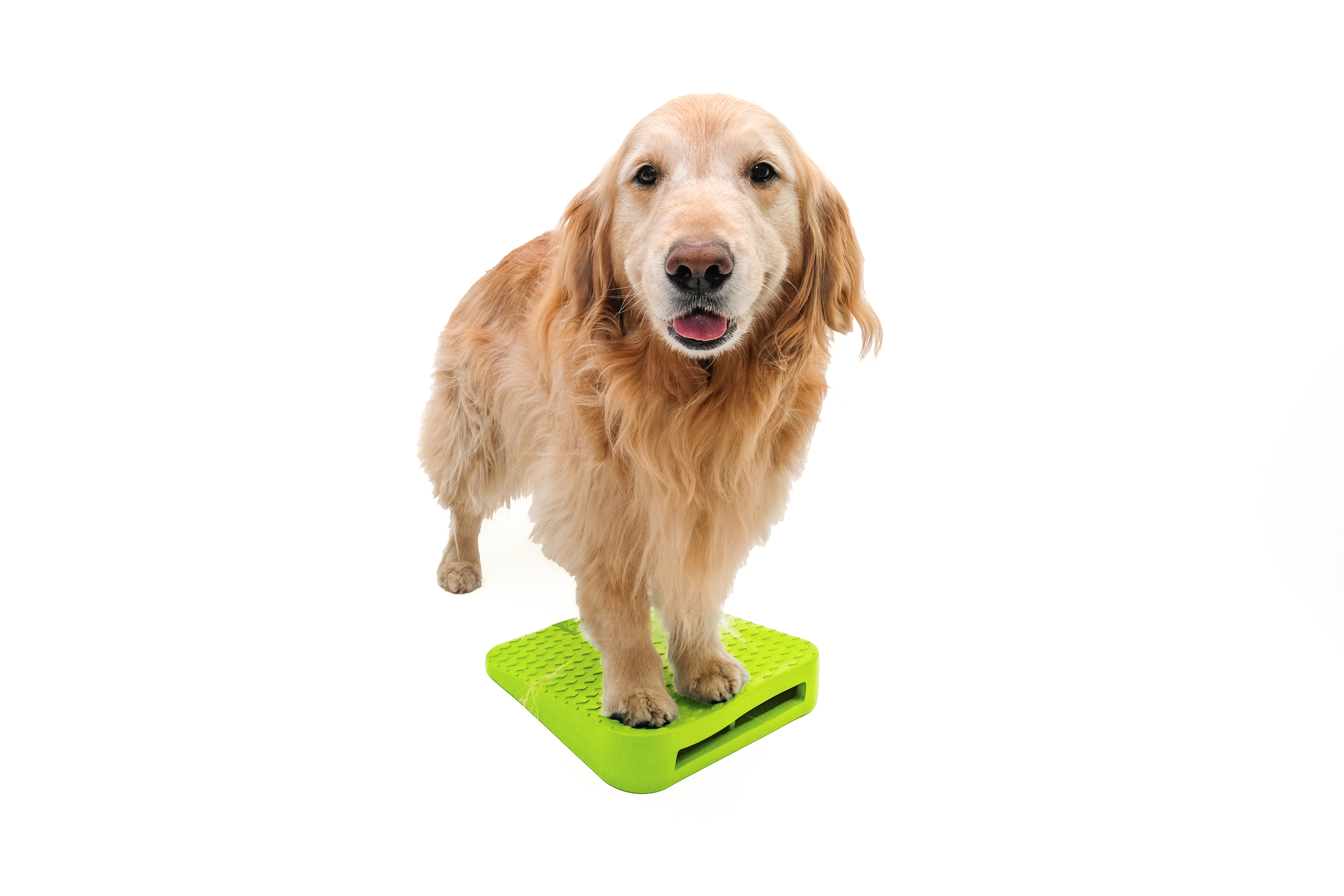 FitPAWS - Wholesale Pet Toy - Dog - FitPaws Balance Ramp9