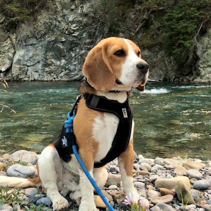 Rocky Mountain Dog – Engroshandel Hundesnor - Hund – Moraine hundetopsnor4