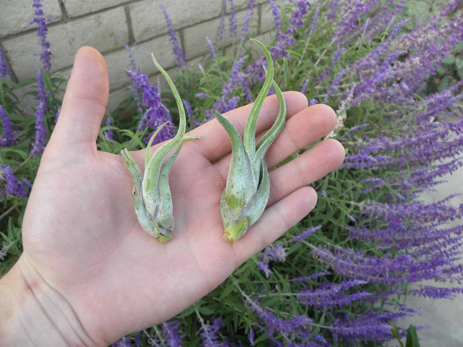 Airplant Direct - Wholesale Live Plant - Tillandsia Caput Medusae1