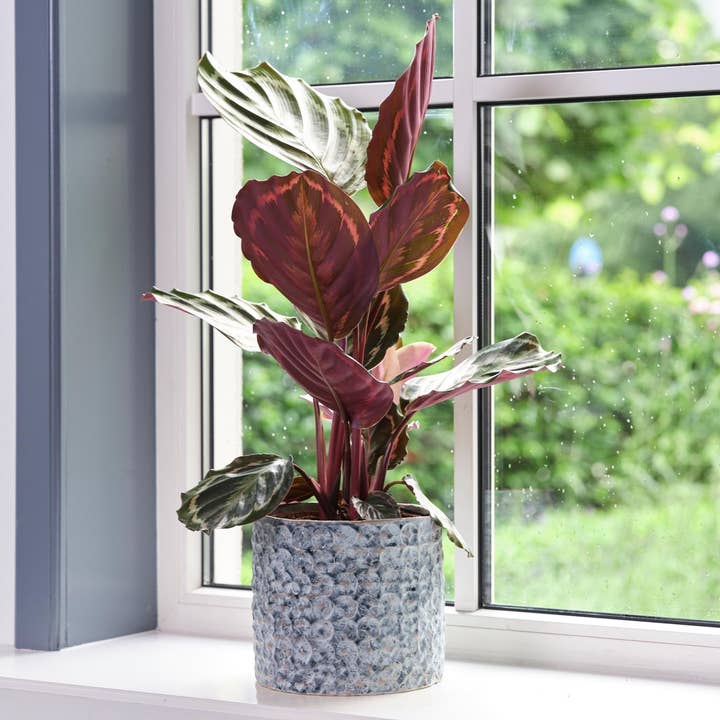 Ivyline – Großhandel Blumentopf innen – Terni Blumentopf aus Keramik, hochwertig, für den Innenbereich, 18 cm x 20 cm
