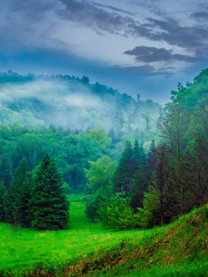 Pôster de Toronto - Floresta mágica por atacado de Posters & Puzzles
