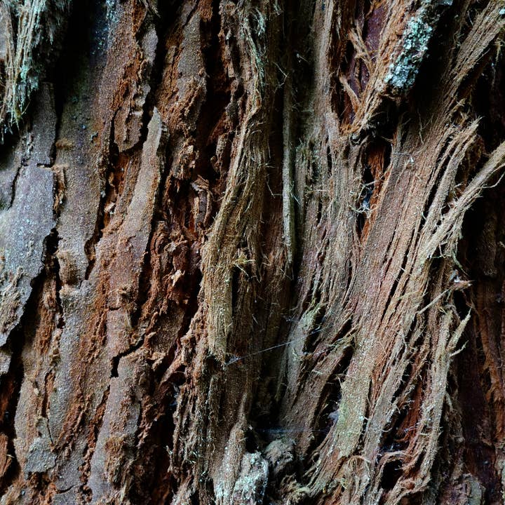 The Jonsteen Company - Wholesale Live Plant - Coast Redwood | Packaged Live Tree9