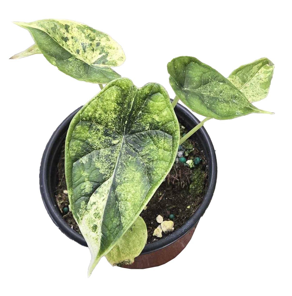 Arcadia Garden Products - Wholesale Live Plant - Alocasia Dragon Scale Mint Variegated 4 inch Grower Pot