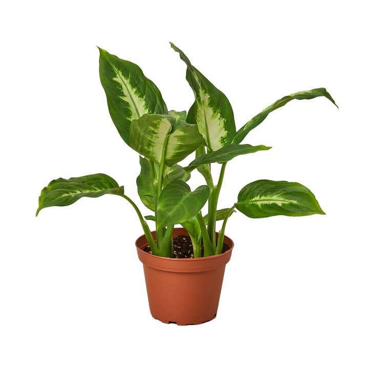 House Plant Wholesale - Wholesale Live Plant - DIEFFENBACHIA CAMILLE 4-inch