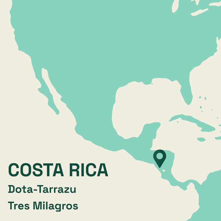 Sensorial Coffee Roasters - Wholesale Coffee Beans - Specialty Coffee from Costa Rica | Black Honey | 250 GR2