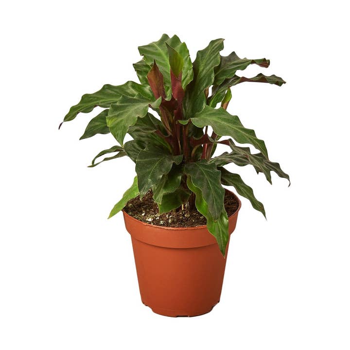 Calathea Rufibarba 'Furry Feather' Lebende Pflanze für den Großhandel von House Plant Wholesale WEST
