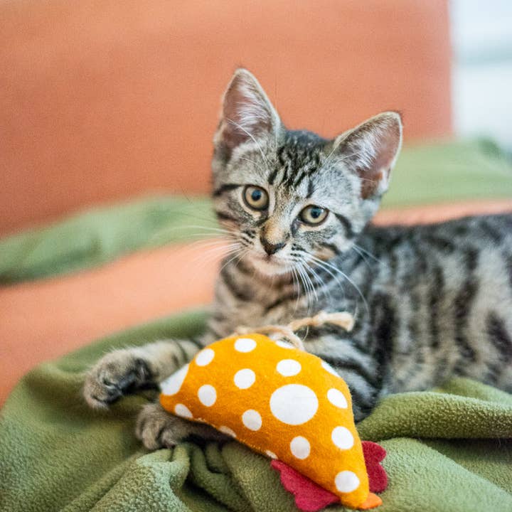 Planet B, Inc. - Wholesale Pet Toy - Cat - Scrap Fabric Cat Toys3