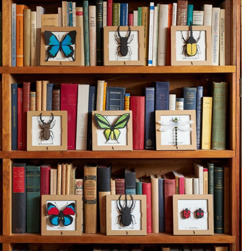 「FUNJI」In Japan - Wholesale DIY Craft Kit - 3D Stag Beetle Paper Craft Kit – Miyama Kuwagata | Japanese 6