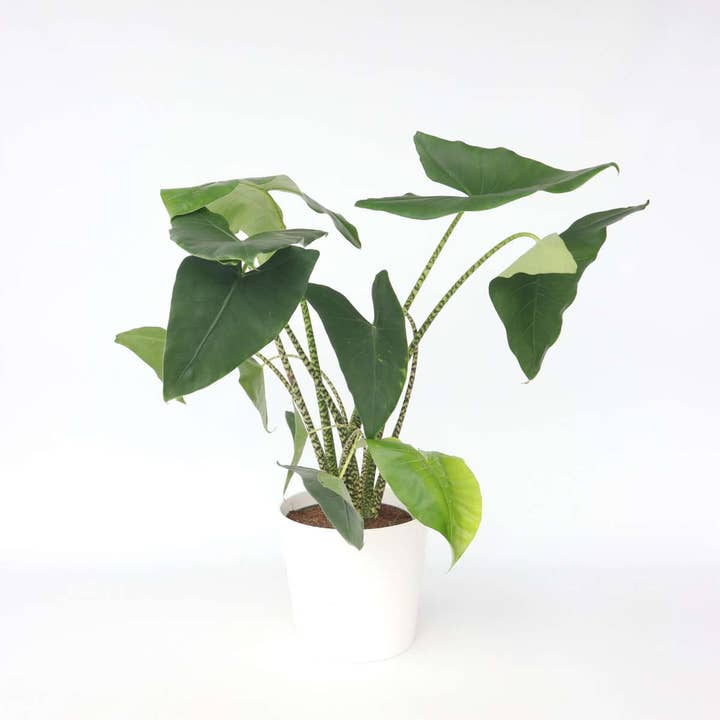 Alocasia Zebrina – Höjd 140–150 cm – Ø32 cm – Stor tropisk krukväxt med zebrarandiga stjälkar – Elefantöra växt från Asien – Exotisk & elegant dekoration för vardagsrum & kontor för wholesale av Oasis of Life