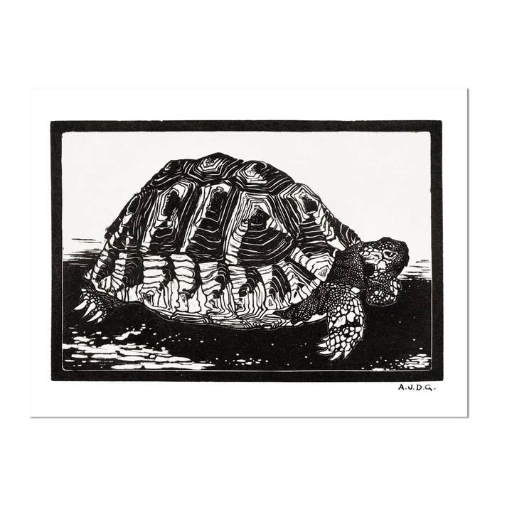 Tortoise Art Print for wholesale by Cynefn